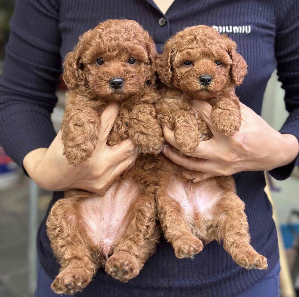 poodle nâu đỏ thuần chủng