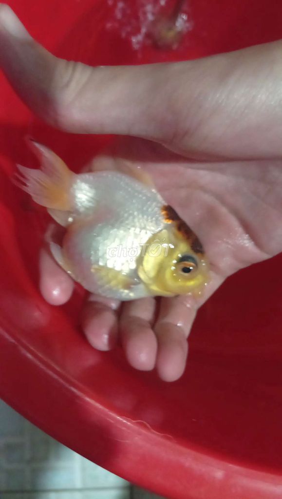 Cá cảnh Oranda Vàng trắng Khỏe mạnh. Mua bán Thú cưng khác tại Quận 8 Tp Hồ Chí Minh được đăng bởi Ngọc  hình 1