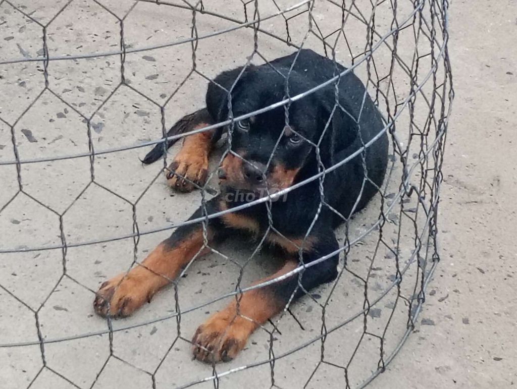 Chó Rottweiler Đen vàng Đã chích ngừa. Mua bán Chó tại Huyện Châu Thành Long An được đăng bởi Nhân Rottweiler  hình 1