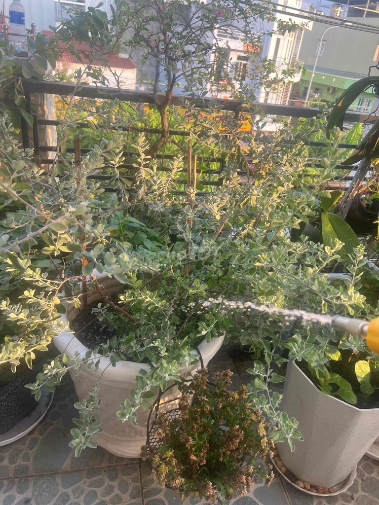 Cây cảnh trang trí. Mua bán Cây cảnh, đồ trang trí tại Huyện Lâm Hà Lâm Đồng được đăng bởi Kim Viên hình 1