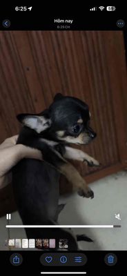 Chó Chihuahua mini đực 2 tháng