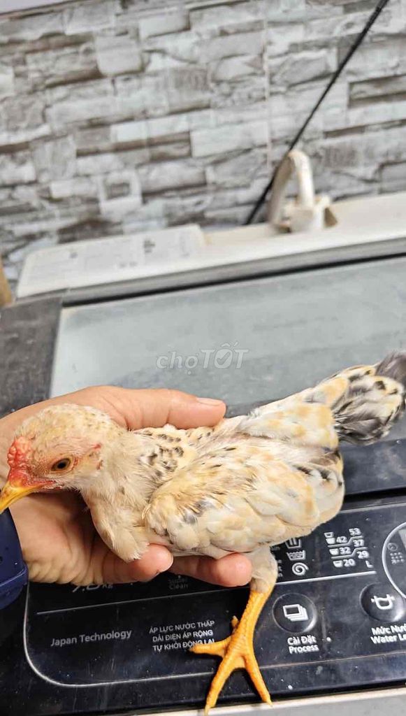 Gà tre bắc cú lửa Vàng, Đen, Trắng. Mua bán Gà tại Huyện Cần Giuộc Long An được đăng bởi Minh vương hình 1