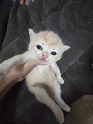 Mèo Anh lông ngắn Golden 38 ngày tuổi