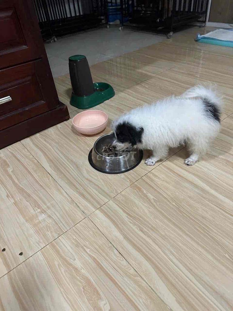 Bầy còn bé gái Bichon X Poodle E cuối tìm bố mẹ. Mua bán Chó tại Thành phố Dĩ An Bình Dương được đăng bởi Nguyễn Thị Cẩm Tiên  hình 3