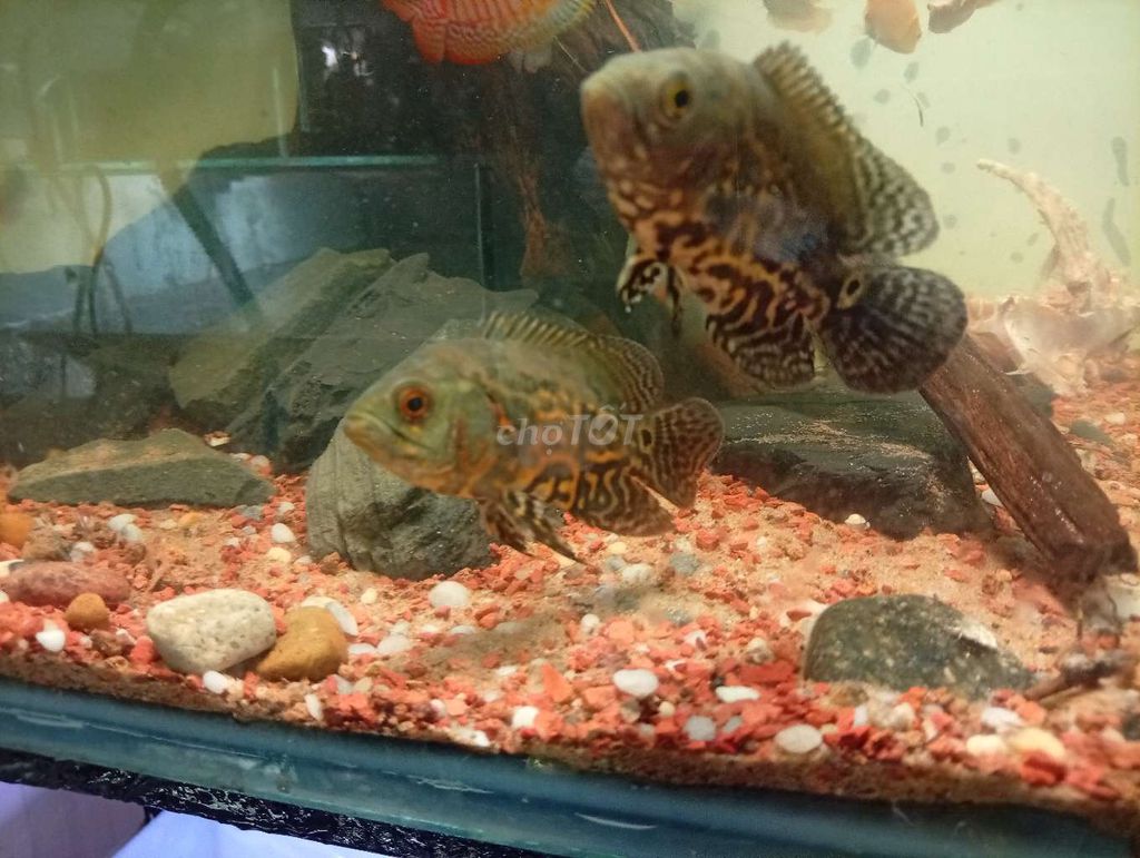 Cá tai tượng châu phi mini size 8 con. Mua bán Thú cưng khác tại Thành phố Thủ Đức Tp Hồ Chí Minh được đăng bởi trần thị thảo giang hình 1