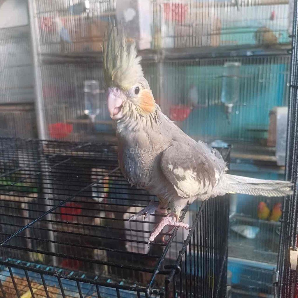 VẸT COCKATIEL ĂN HẠT