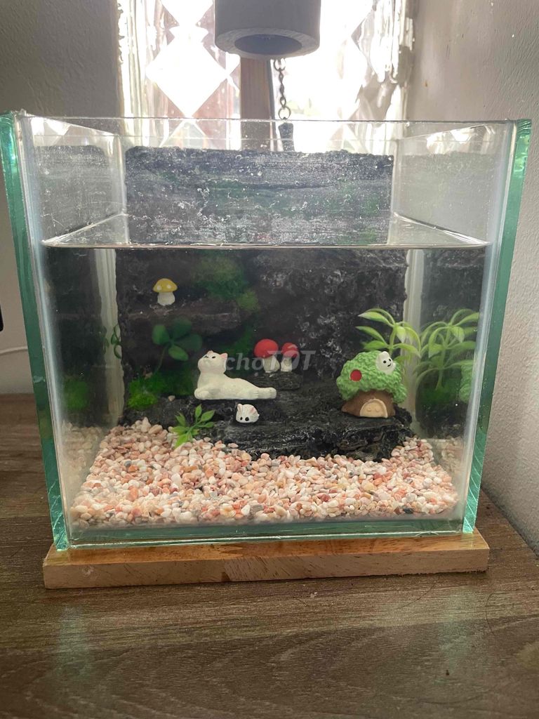 Bể cá cảnh Kính Gỗ 15x15cm trang trí. Mua bán Cây cảnh, đồ trang trí tại Quận Phú Nhuận Tp Hồ Chí Minh được đăng bởi Nguyen An hình 1