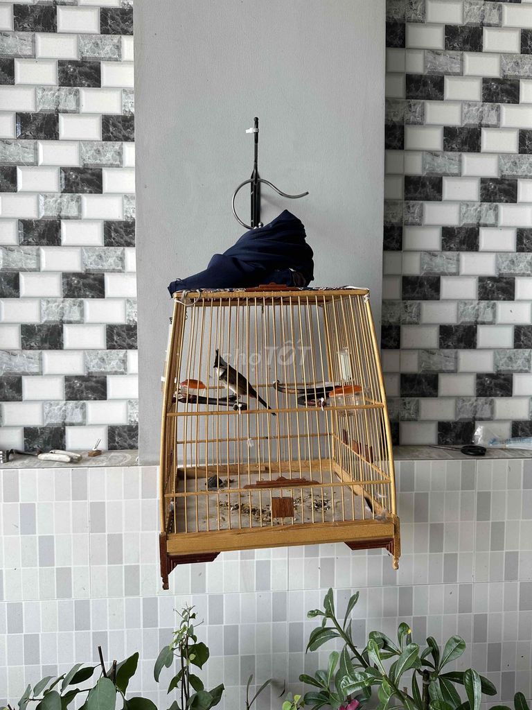 Chim chào mào trống. Mua bán Chim tại Huyện Châu Thành Sóc Trăng được đăng bởi VT hình 1