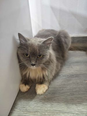 Mèo Anh lông dài cái xám trắng đã tiêm. Mua bán Mèo tại Quận Bình Tân Tp Hồ Chí Minh được đăng bởi Miu coffee