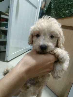 Chó Poodle Vàng kem Nâu Dưới 3 tháng