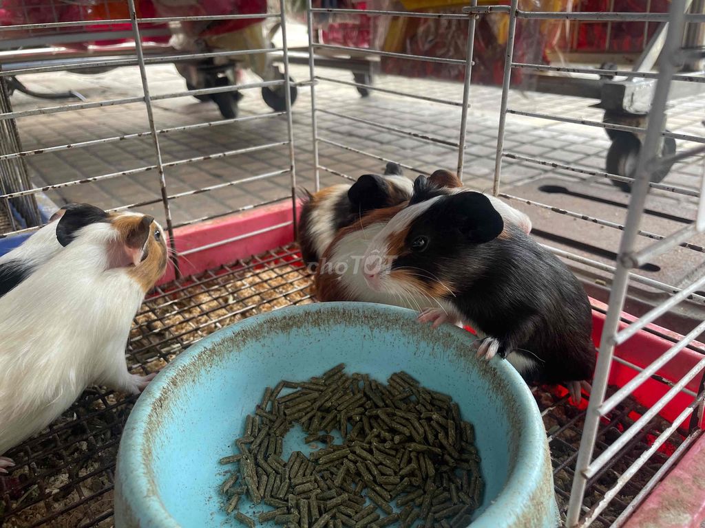 Thanh lý bọ ú chuột lang. Mua bán Thú cưng khác tại Quận 11 Tp Hồ Chí Minh được đăng bởi Linh hình 3