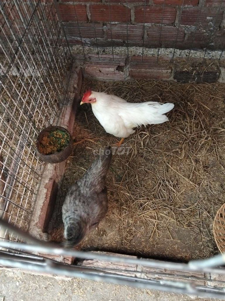 gà tre bắc cộc trống mái. Mua bán Gà tại Thành phố Vũng Tàu Bà Rịa - Vũng Tàu được đăng bởi Nguyễn Văn Phú hình 1