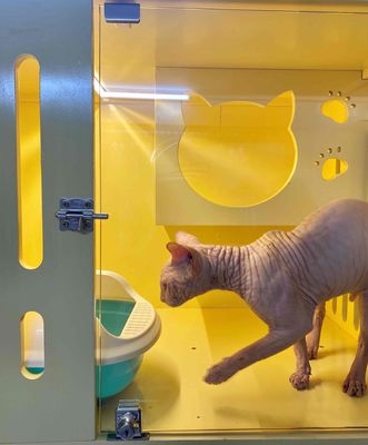 Mèo Sphynx Hồng nhạt