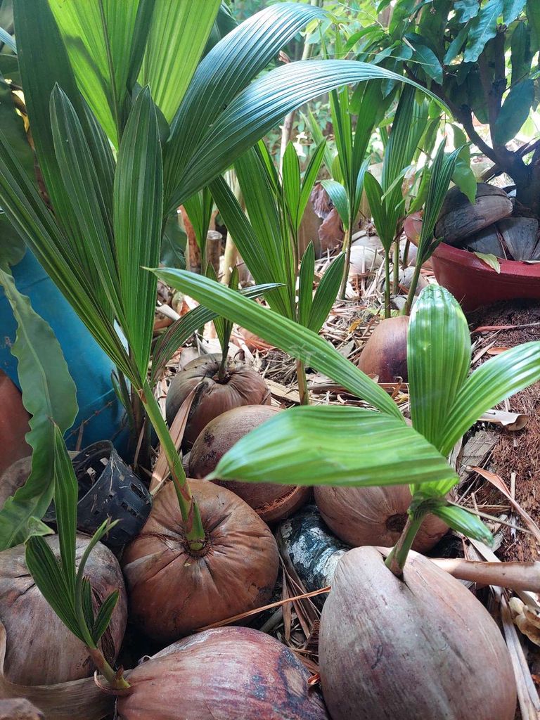 TRỒNG DƯ 20 TRÁI DỪA TA GIỐNG. Mua bán Đồ chuyên dụng, Giống nuôi trồng tại Thành phố Vĩnh Long Vĩnh Long được đăng bởi trieu mai hình 1
