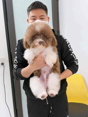 bò sữa socols đực xinh