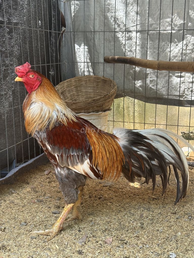 Gà nọc xám vàng trạng 4k2. Mua bán Gà tại Quận 7 Tp Hồ Chí Minh được đăng bởi Khang hình 1