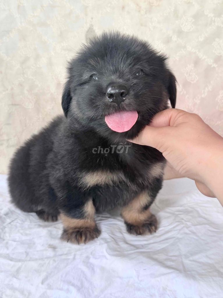 Chó Nhật Collie Đen vàng chân ngắn. Mua bán Chó tại Huyện Thống Nhất Đồng Nai được đăng bởi Ngoc Anh  hình 1