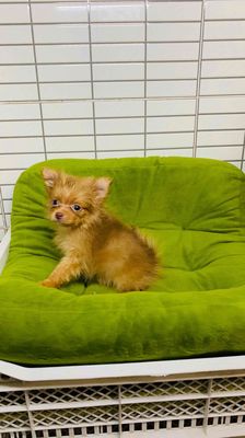 Chó Chihuahua Teacup Đực Socola Lông dài