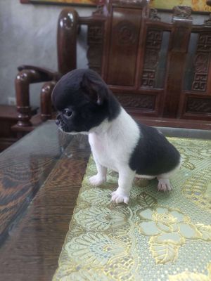Chó Chihuahua thuần chủng bò sữa