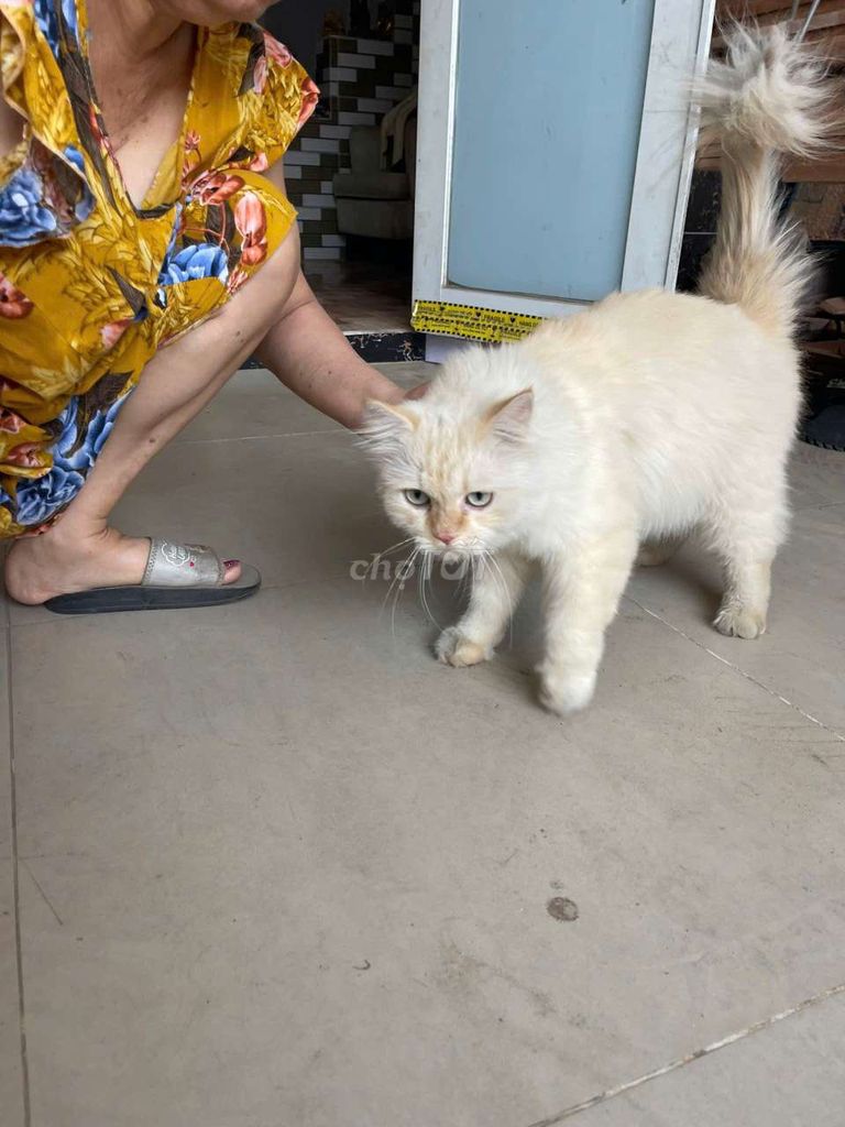 Mèo ALD đực 4kg lông xù to đẹp. Mua bán Mèo tại Huyện Bình Chánh Tp Hồ Chí Minh được đăng bởi Nị hình 1