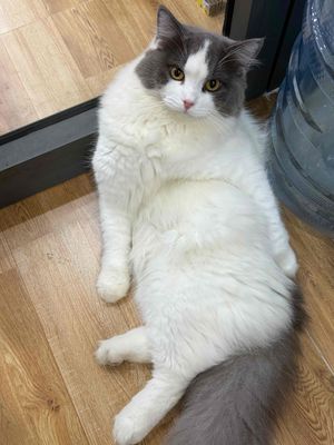 Mèo Trắng xám đã tiêm phòng