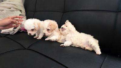 Chó Poodle Trắng kem chó con