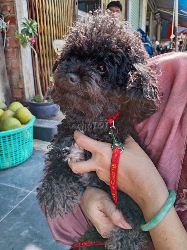 Chó Poodle đực 9 tháng đã tiêm. Mua bán Chó tại Huyện Vĩnh Cửu Đồng Nai được đăng bởi Nguyễn Thị vẹn hình 1