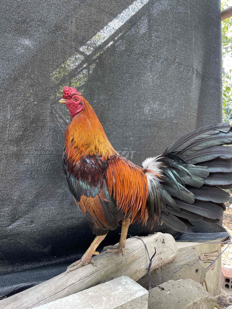 zin 2kg6 có nhận gl. Mua bán Gà tại Huyện Đức Hòa Long An được đăng bởi Gà Đá Long AN hình 1