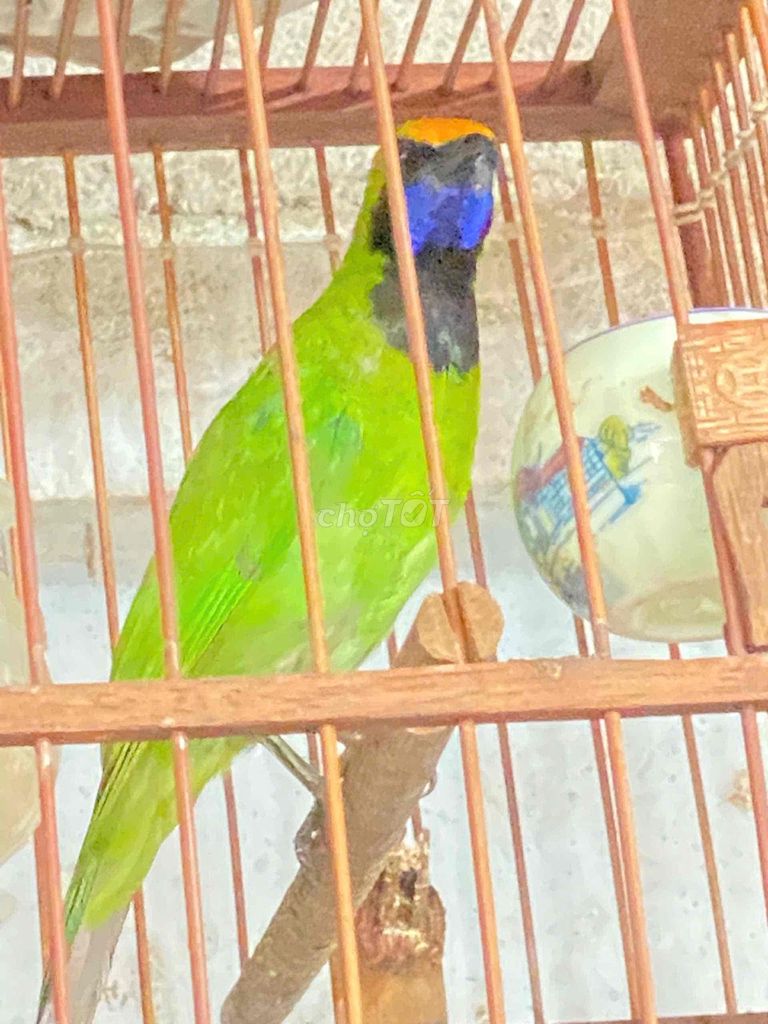 Chim Thanh Tước Đẹp -Hót Hay. Mua bán Chim tại Thành phố Thủ Đức Tp Hồ Chí Minh được đăng bởi Chim Cảnh hình 1