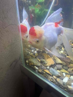 Cá vàng đầu sư tử size vừa