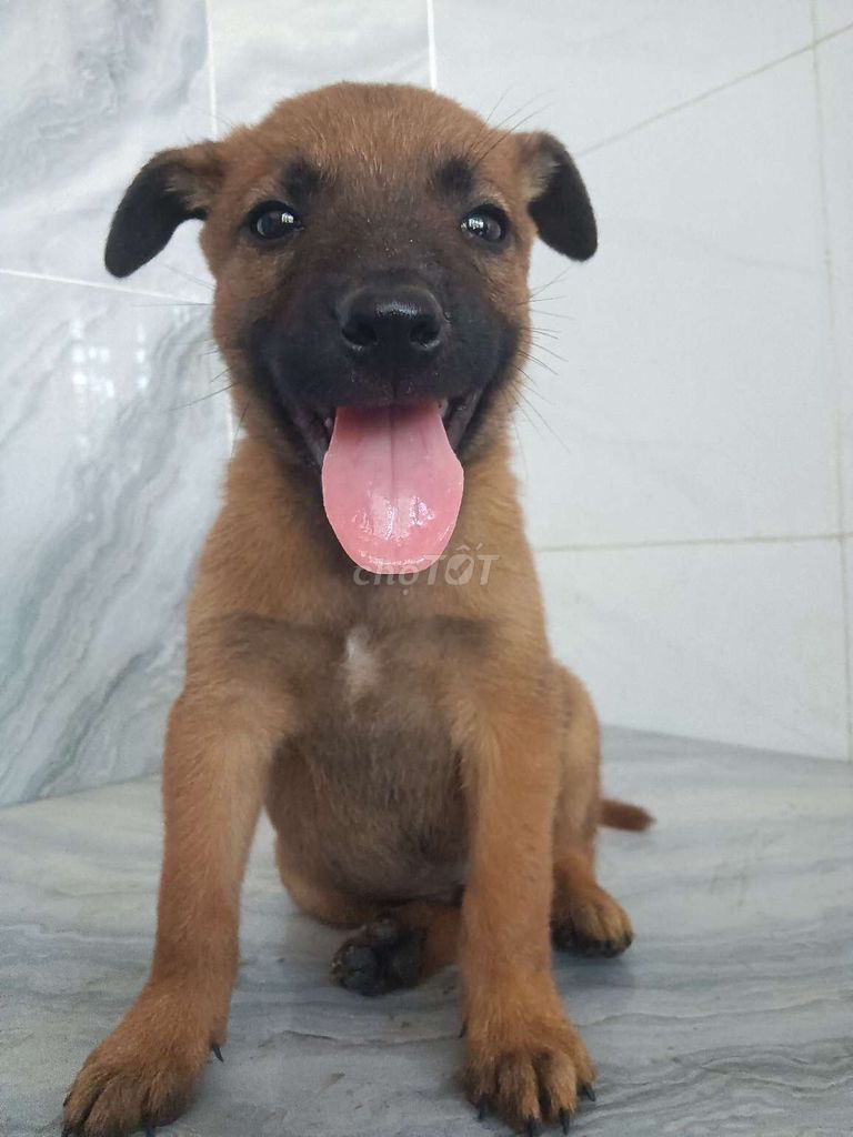 Chó Becgie Bỉ đực khôn lanh đã biết sủa coi nhà. Mua bán Chó tại Quận 6 Tp Hồ Chí Minh được đăng bởi Tăng Chí Lương  hình 1