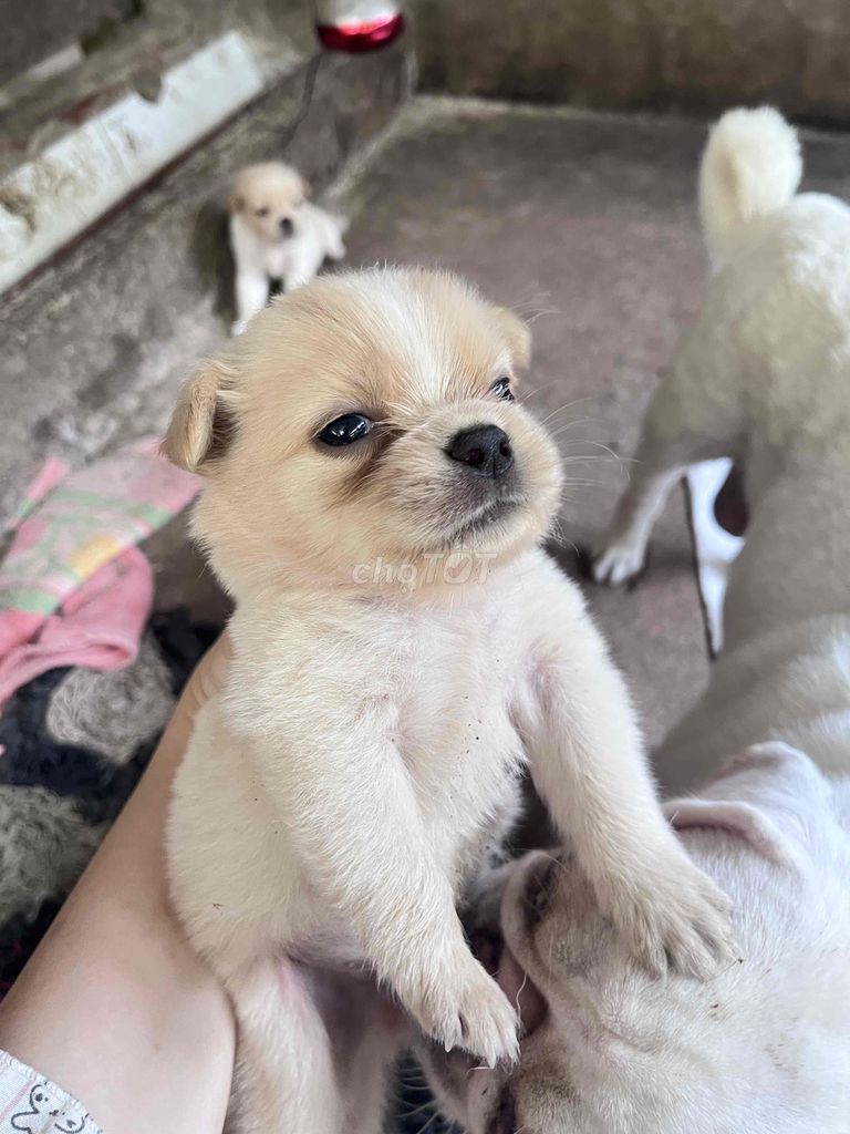Chó Pug mặt xệ lai lông xù. Mua bán Chó tại Huyện Mỏ Cày Nam Bến Tre được đăng bởi Lil hình 1