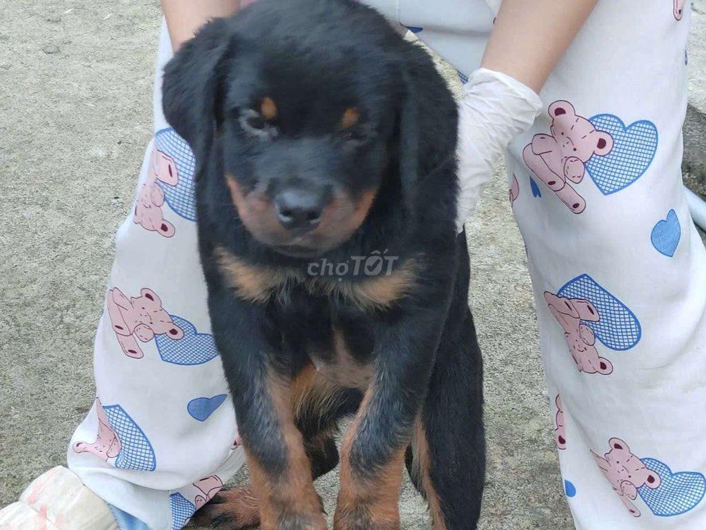 Cho rottweiler đực. Mua bán Chó tại Huyện Hóc Môn Tp Hồ Chí Minh được đăng bởi thuy tran hình 3