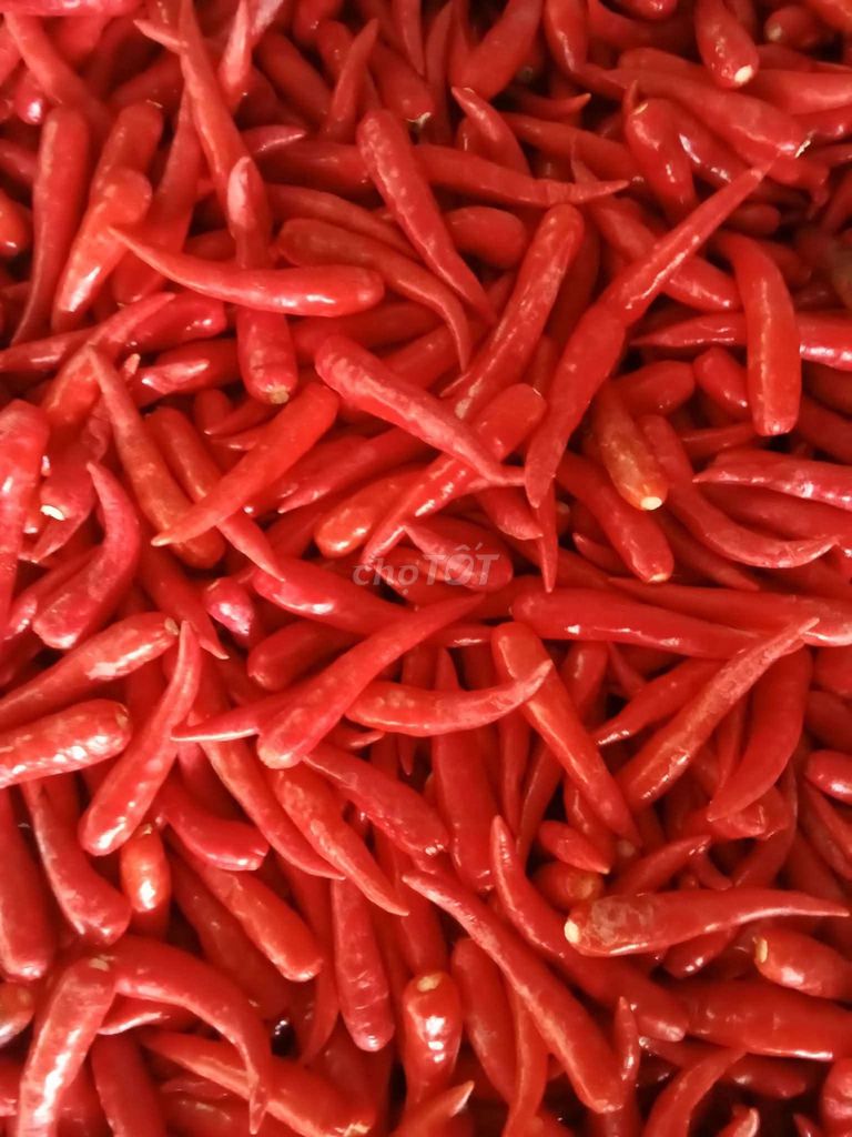 Ớt Đỏ Tươi Gia công giá tận vườn. Mua bán Đồ ăn, thực phẩm và các loại khác tại Huyện Gò Công Tây Tiền Giang được đăng bởi Lê Thị Ý Nhi hình 1