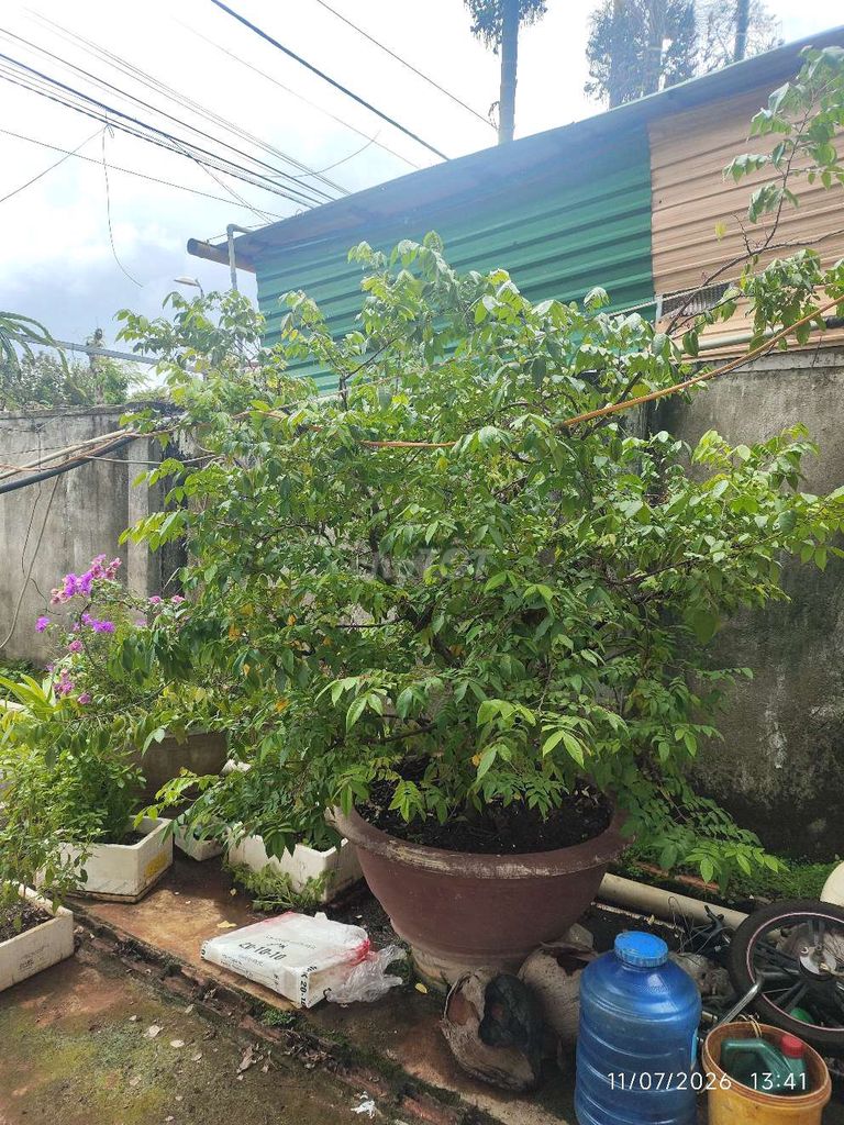 Cây khế chua trang trí. Mua bán Cây cảnh, đồ trang trí tại Thành phố Buôn Ma Thuột Đắk Lắk được đăng bởi eakao hình 1