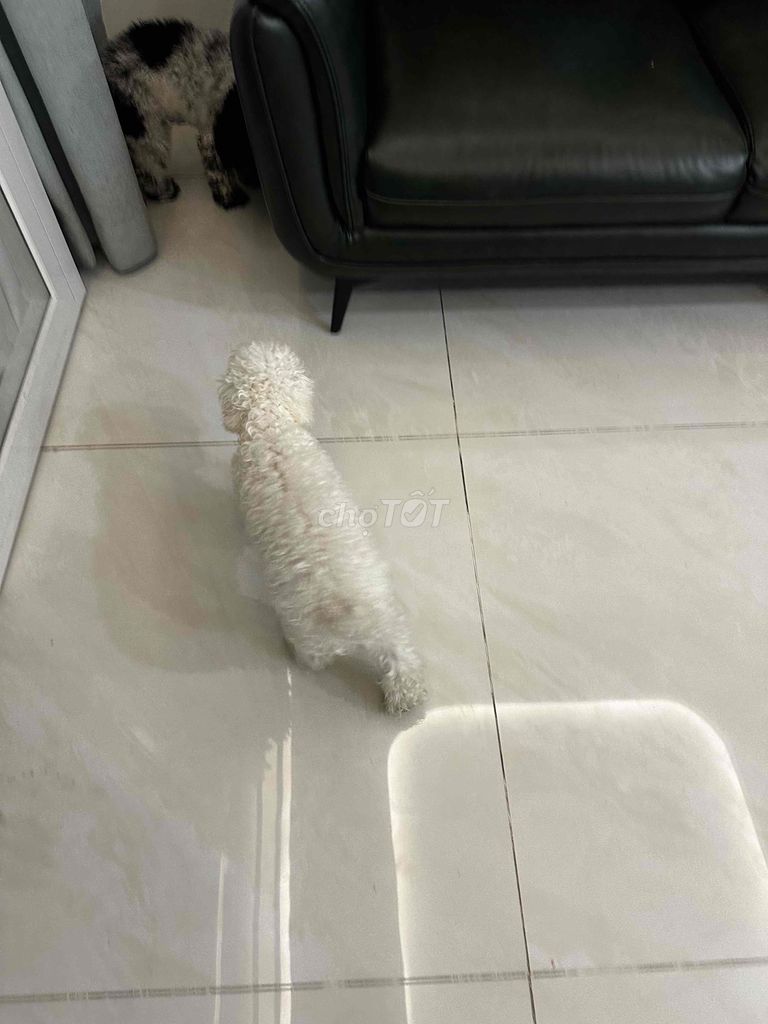 Chó Tiny Poodle Cái  Bò sữa, Trắng đực. Mua bán Chó tại Thành phố Thủ Đức Tp Hồ Chí Minh được đăng bởi Nhật Khang hình 1