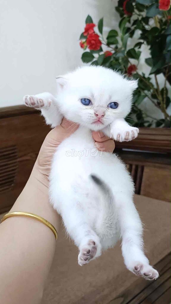 mèo Aln golden thuần chủng. Mua bán Mèo tại Quận Đống Đa Hà Nội được đăng bởi Tên chưa cung cấp hình 1