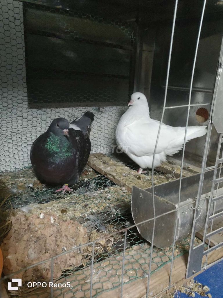 Chim Bồ câu Đen trắng Khỏe mạnh. Mua bán Chim tại Thành phố Biên Hòa Đồng Nai được đăng bởi Thanh Nguyễn hình 1