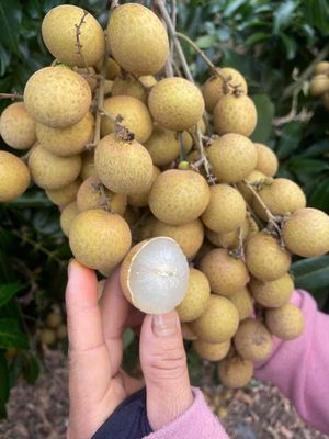 Nhãn Sơn La. Mua bán Đồ ăn, thực phẩm và các loại khác tại Quận Tây Hồ Hà Nội được đăng bởi Hong