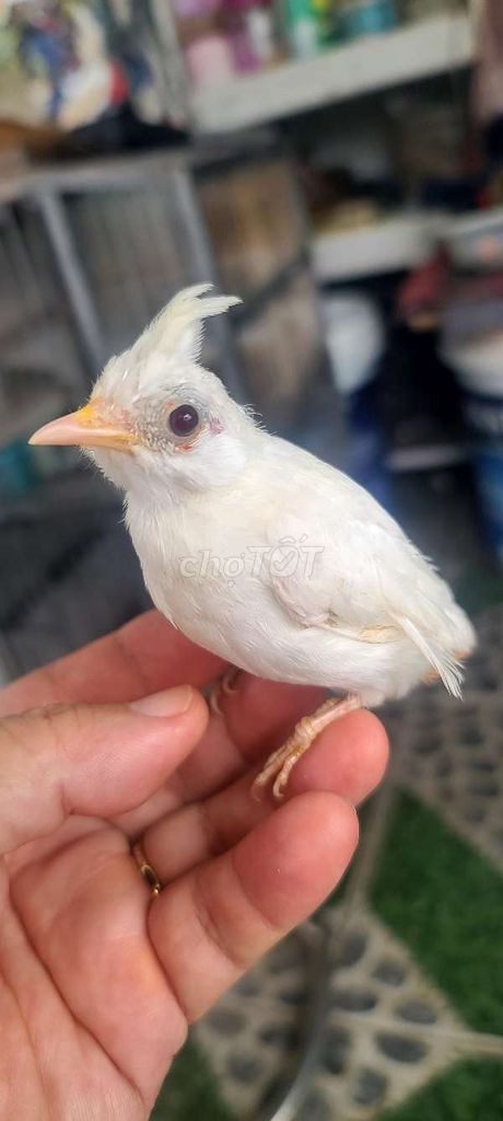 Chim chào mào trắng 2 tháng khỏe mạnh. Mua bán Chim tại Quận Bình Tân Tp Hồ Chí Minh được đăng bởi Phong Huynh hình 1