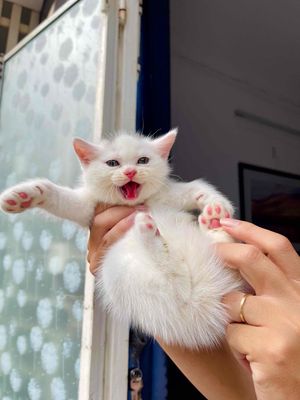 Mèo Anh lông ngắn cần gả. Mua bán Mèo tại Quận Sơn Trà Đà Nẵng được đăng bởi Thành