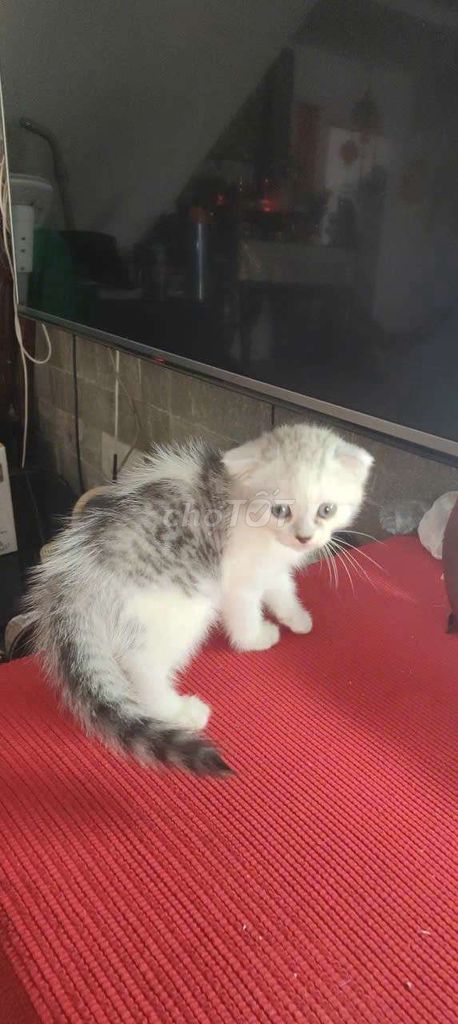 Mèo Anh Lông Ngắn. Mua bán Mèo tại Thành phố Thủ Đức Tp Hồ Chí Minh được đăng bởi Pet Shop hình 2