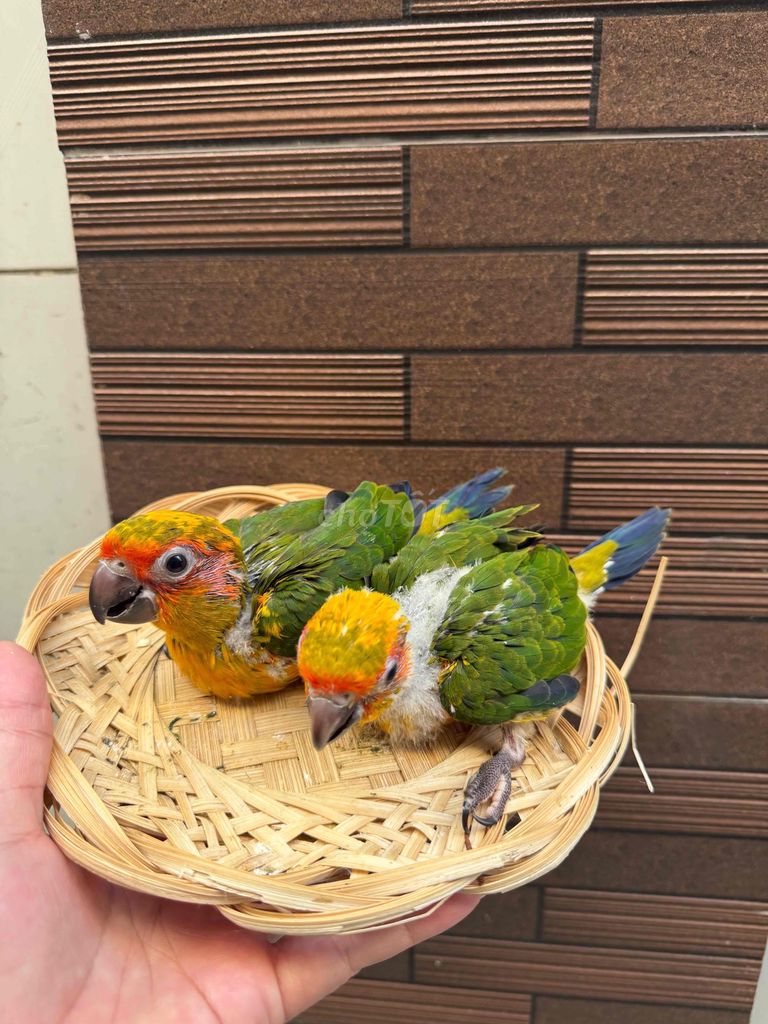 Chim cảnh 50 ngày tuổi. Mua bán Chim tại Quận Tân Phú Tp Hồ Chí Minh được đăng bởi Thủy huỳnh hình 1