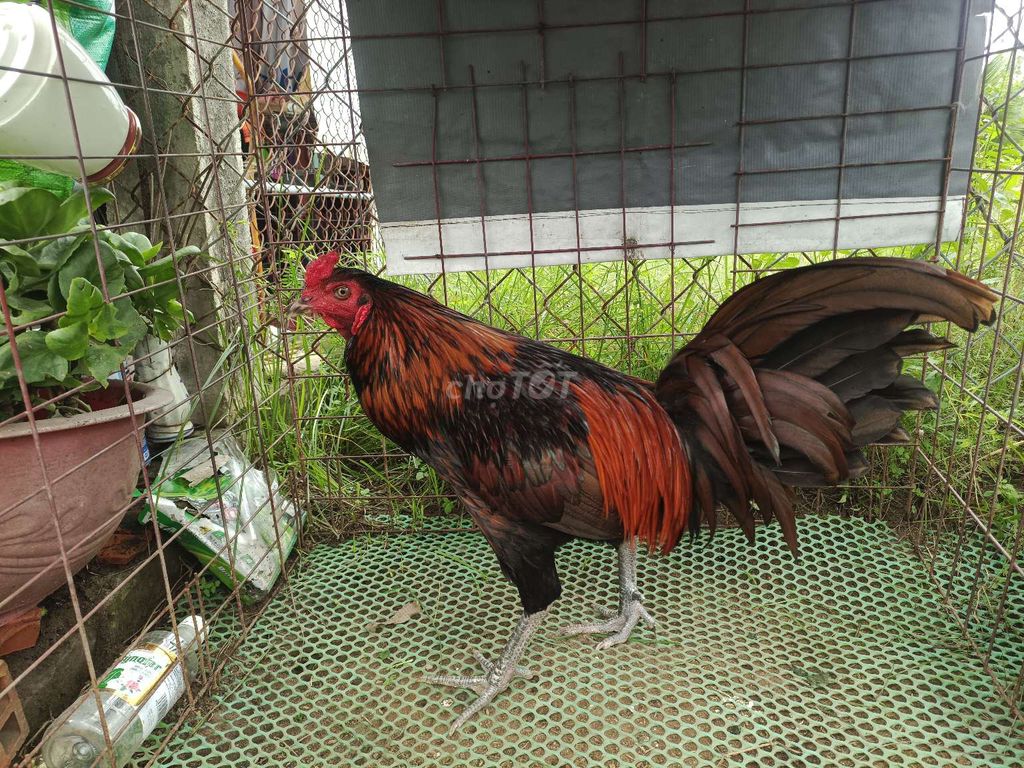 Khét 3ky hàng hiệu. Mua bán Gà tại Huyện Mỏ Cày Nam Bến Tre được đăng bởi Hưng bui  hình 2