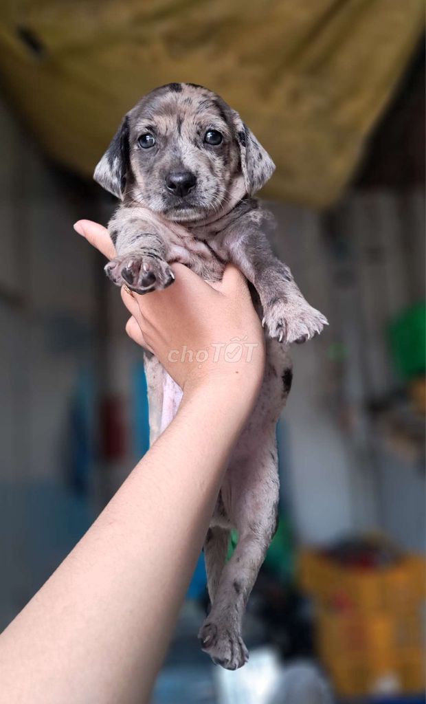 Bé gái lạp xưởng lai. Mua bán Chó tại Thành phố Thủ Đức Tp Hồ Chí Minh được đăng bởi Nguyễn thúy hình 1