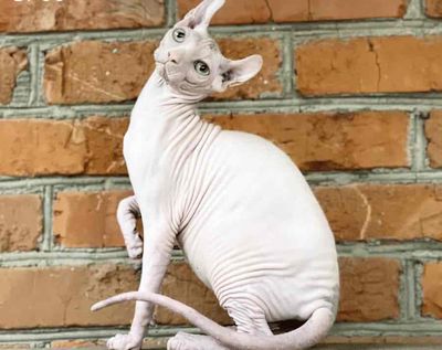 Mèo Sphynx cái trưởng thành Trắng hồng