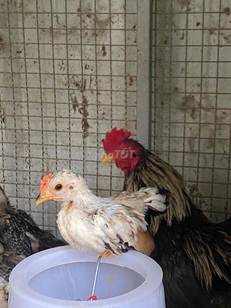Gà Tre Bắc 2-4 tháng tuổi. Mua bán Gà tại Huyện Hòa Thành Tây Ninh được đăng bởi Trọng Khải hình 1
