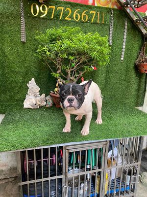bull pháp bò sữa cái tơ.. Mua bán Chó tại Huyện Thanh Trì Hà Nội được đăng bởi phạm duy hình 1