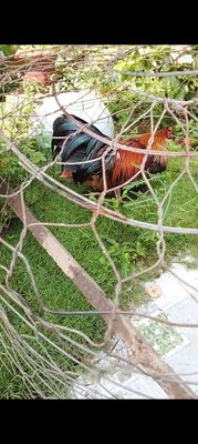 Gà tre lai. Mua bán Gà tại Huyện Long Phú Sóc Trăng được đăng bởi kim