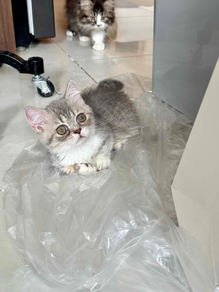 Mèo Munchkin cái 3 tháng. Mua bán Mèo tại Huyện Bình Chánh Tp Hồ Chí Minh được đăng bởi Minh Anh hình 1
